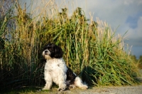 Picture of black and white Shih Tzu sitting down near greenery