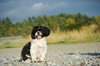 Picture of black and white Shih Tzu 