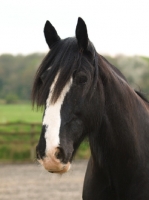 Picture of black and white Shire horse