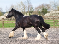 Picture of black and white Shire horse
