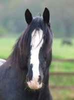 Picture of black and white Shire horse