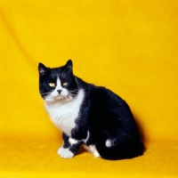 Picture of black and white show cat