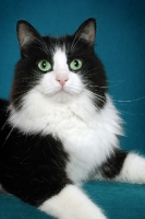 Picture of black and white Siberian cat