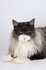 Picture of black and white smoke norwegian forest cat, looking at camera