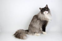 Picture of black and white smoke norwegian forest cat, sitting