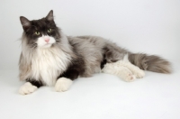 Picture of black and white smoke norwegian forest cat, lying down