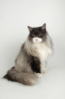 Picture of black and white smoke norwegian forest cat
