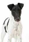 Picture of black and white Smooth Fox Terrier, portrait