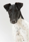 Picture of black and white Smooth Fox Terrier, portrait on white background