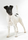 Picture of black and white Smooth Fox Terrier on white background