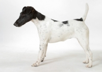 Picture of black and white Smooth Fox Terrier