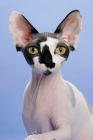 Picture of black and white Sphynx cat, portrait