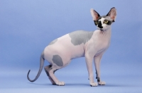 Picture of black and white Sphynx cat, standing