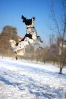 Picture of black and white springer jumping in a snowy environment