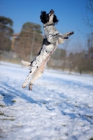 Picture of black and white springer jumping in a snowy environment