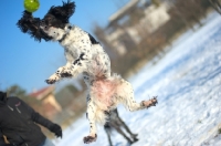 Picture of black and white springer jumping to catch toy in a snowy environment