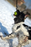Picture of black and white springer playing tug of war in a snowy environment
