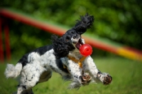 Picture of black and white springer playing with a red ball