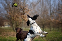 Picture of Black and white springer playing jumping to catch ball in the air