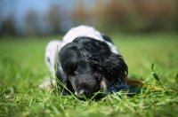 Picture of Black and white springer spaniel chewing in the grass