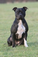 Picture of black and white Staffordshire Bull Terrier