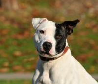 Picture of black and white Staffordshire Bull Terrier