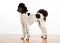Picture of black and white standard Poodle, side view