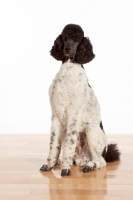 Picture of black and white standard Poodle sitting on wooden floor