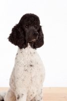 Picture of black and white standard Poodle
