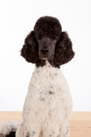 Picture of black and white standard Poodle