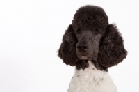 Picture of black and white standard Poodle, head study