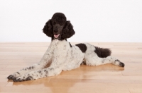 Picture of black and white standard Poodle, lying down