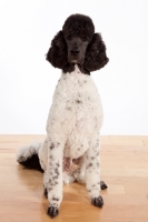 Picture of black and white standard Poodle