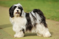 Picture of black and white Tibetan Terrier, side view
