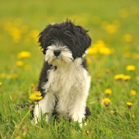 Picture of black and white Tibetan Terrier puppy