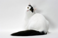 Picture of black and white turkish van cat back view