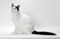 Picture of black and white Turkish Van cat