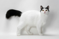 Picture of black and white Turkish Van cat, looking at camera