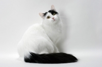 Picture of black and white turkish van cat sitting down