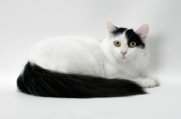 Picture of black and white turkish van cat lying down