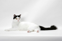 Picture of black and white Turkish Van cat, lying down