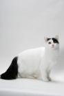 Picture of black and white turkish van cat on grey background