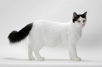 Picture of black and white Turkish Van cat, side view