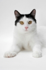 Picture of black and white Turkish Van cat, front view