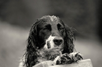 Picture of black and white wet english springer spaniel 