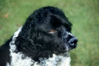 Picture of black and white wetterhound,  portrait