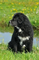 Picture of black and white Wetterhound near water