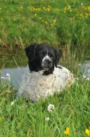 Picture of black and white Wetterhound near water