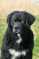 Picture of black and white Wetterhound portrait