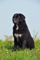 Picture of black and white Wetterhound sitting down